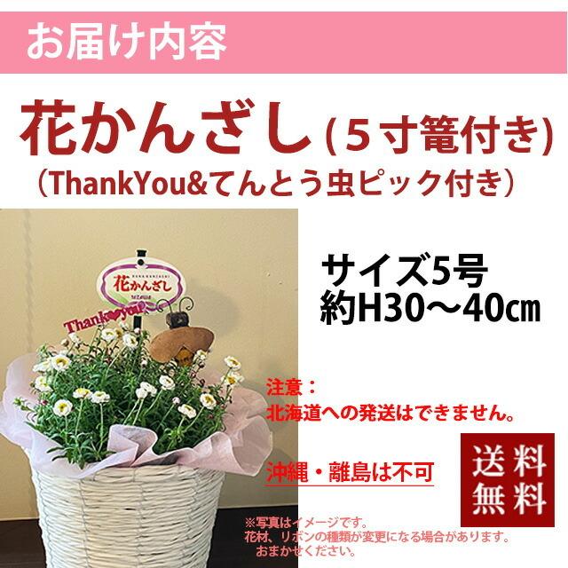 WHYTO（ホワイト） ヘリクリサム 鉢植え 鉢 花かんざし 5寸 篭付き