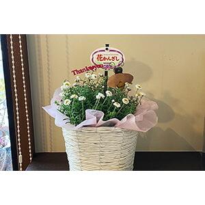 WHYTO（ホワイト） ヘリクリサム 鉢植え 鉢 花かんざし 5寸 篭付き