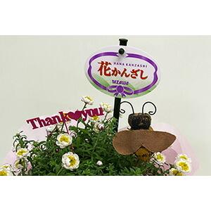 WHYTO（ホワイト） ヘリクリサム 鉢植え 鉢 花かんざし 5寸 篭付き