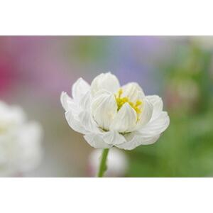 WHYTO（ホワイト） ヘリクリサム 鉢植え 鉢 花かんざし 5寸 篭付き