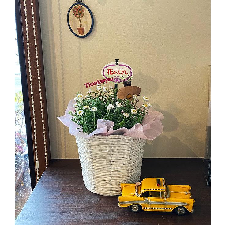 WHYTO（ホワイト） ヘリクリサム 鉢植え 鉢 花かんざし 5寸 篭付き