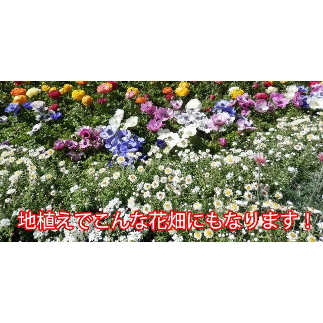 ヘリクリサム 鉢植え 鉢 花かんざし 5寸 篭付き プレゼント ホワイト 白 ホワイトデー バレンタイン ひな祭り 送別 卒業 入学 花ギフト Hahakan Size5 花ギフト山形産果物野菜花樹有 通販 Yahoo ショッピング