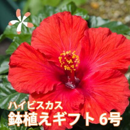 セール品 ハイビスカス 鉢 鉢植え 花 ロングライフハイビスカス 6号 6寸 お中元 誕生日 結婚記念日 父の日 お盆 おしゃれ ギフト 花ギフト