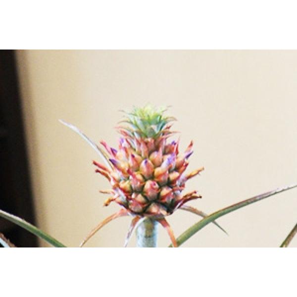 パイナップル 鉢植えの花 鉢植え ギフト お中元 誕生日結婚記念日プレゼント 花 プレゼント 送料無料 Hanapain 花ギフト山形産果物野菜花樹有 通販 Yahoo ショッピング