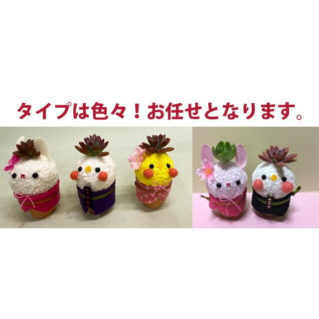 多肉植物 鉢 寄せ植え ひな祭り 雛ピヨ プレゼント ギフト おしゃれ