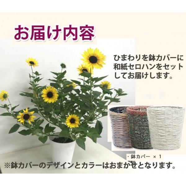 ひまわり ヒマワリ 母の日 お中元 父の日 ギフト 鉢植え サンビリー