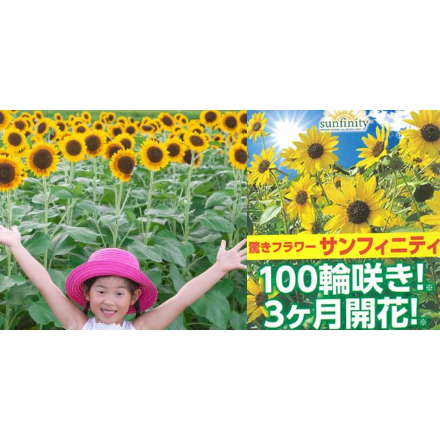 ひまわり ヒマワリ ギフト 鉢植え サンフィニティー 篭付き ラッピング無料 プレゼント 花 おしゃれ 洋風 花ギフト Himawari Sanfini 花ギフト山形産果物野菜花樹有 通販 Yahoo ショッピング