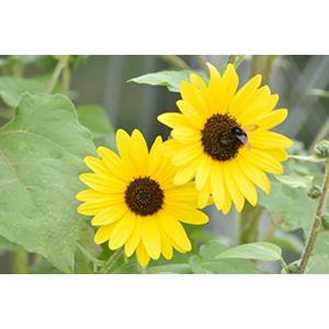 ひまわり ヒマワリ ギフト 鉢植え サンフィニティー 篭付き ラッピング無料 プレゼント 花 おしゃれ 洋風 花ギフト Himawari Sanfini 花ギフト山形産果物野菜花樹有 通販 Yahoo ショッピング