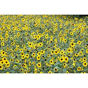 ひまわり ヒマワリ ギフト 鉢植え サンフィニティー 篭付き ラッピング無料 プレゼント 花 おしゃれ 洋風 花ギフト Himawari Sanfini 花ギフト山形産果物野菜花樹有 通販 Yahoo ショッピング