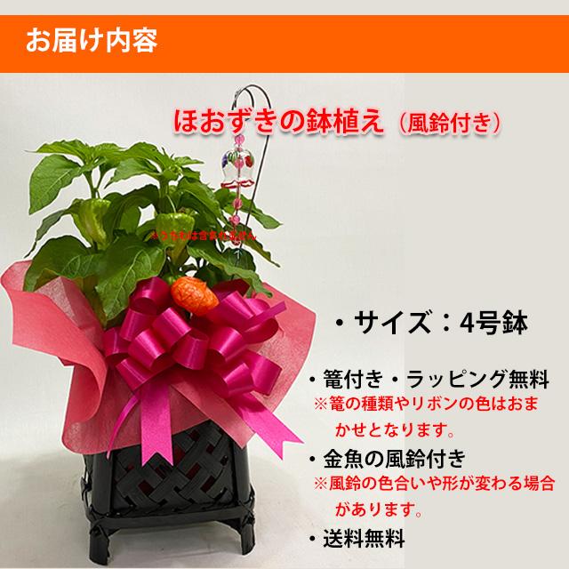 ほうずき ほおづき ほおずき鉢植え 4寸 お中元 ギフト