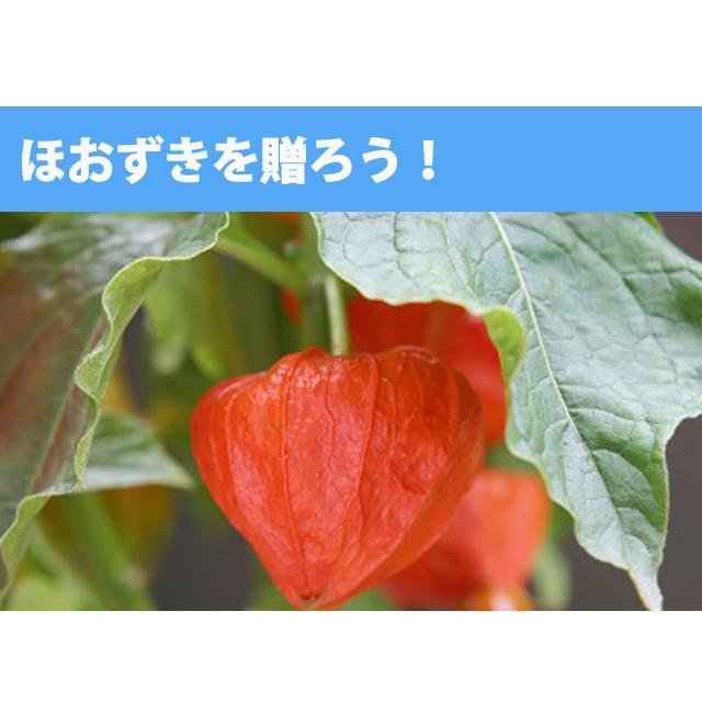 ほおずき 盆 お盆 花束 ギフト プレゼント ほおずきの2本の花束 ラッピング無料 ギフトbox入り 切り花 切花 ほうずき Hozuki Buke 2 花ギフト山形産果物野菜花樹有 通販 Yahoo ショッピング