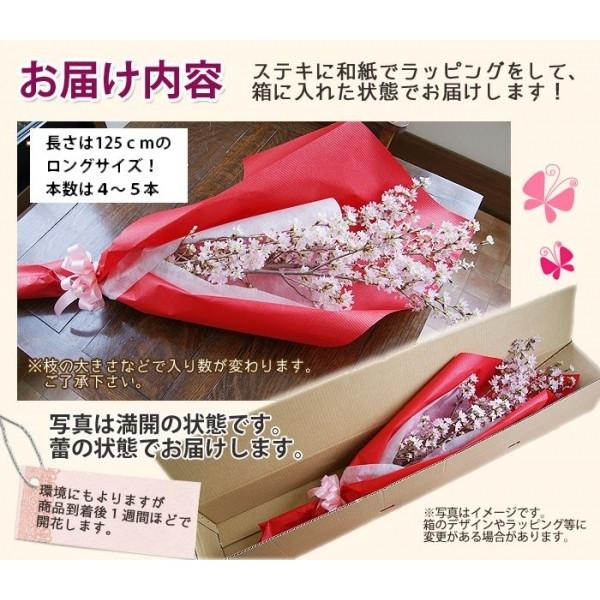 啓翁桜 桜 さくら 花束 120cm ホワイトデー 誕生日 卒業 送別