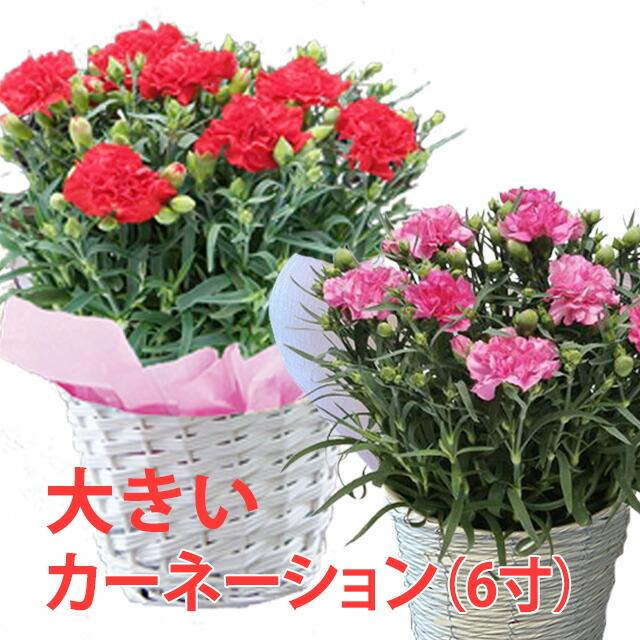 母の日 カーネーション 6寸 6号 色が選べる 鉢植え 花 篭付き