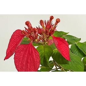 コンロンカ 崑崙花 ムッサエンダ 送料無料 赤花 コンロンカ ハンカチの花 鉢植え Konron Akabana 花ギフト山形産果物野菜花樹有 通販 Yahoo ショッピング