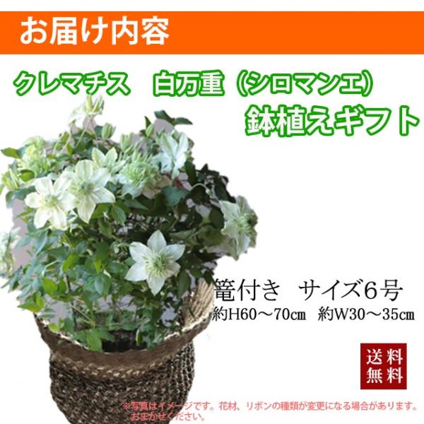 クレマチス 白 テッセン 白万重 送料無料 2026 母の日 シロマンエ