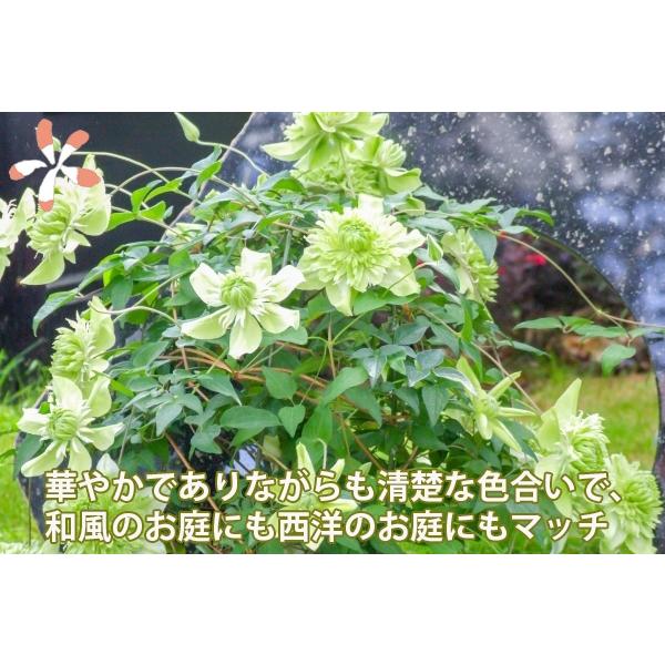 クレマチス 白 テッセン 白万重 送料無料 2026 母の日 シロマンエ
