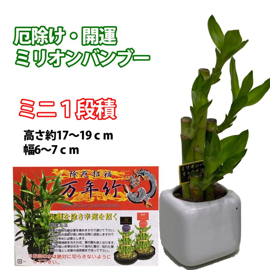 超安い ミリオンバンブー ミニ ギフト箱入り 送料無料 Wantannas Go Id