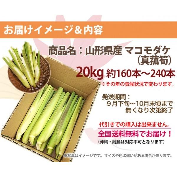 マ2026年 予約 コモダケ 20kg 約160本〜240本 送料無料 山形産 国産 真菰筍 マコモタケ マコモダケとは苗 栽培 20k マコモ 農産物_2