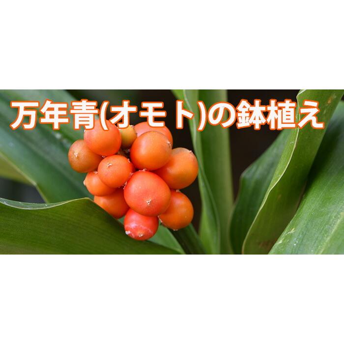 万年青 オモト おもと 【 万年青の鉢植え 篭付き 】 プレゼント