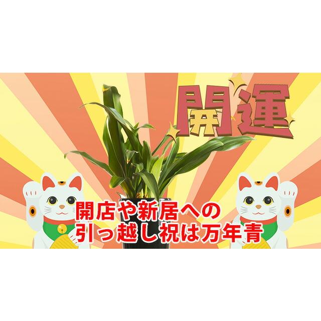 万年青 オモト おもと 【 万年青の鉢植え 篭付き 】 プレゼント