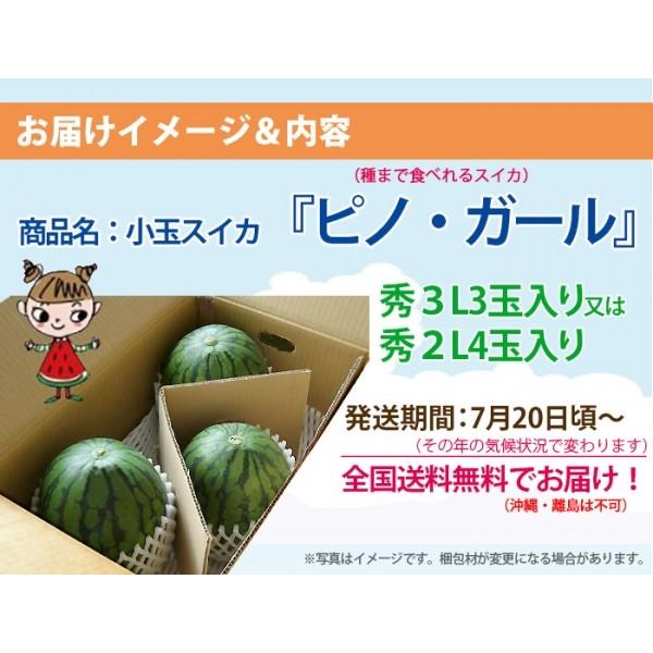 配送員設置送料無料 小玉スイカピノ.ガール北海道東北各県沖縄発送不可 小玉スイカピノ.ガール北海道東北各県沖縄発送不可
