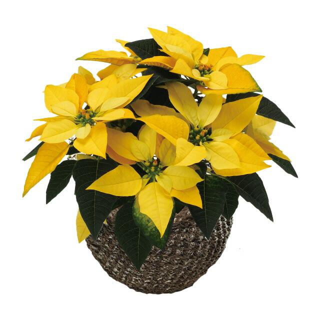 1494円 新作入荷 ポインセチア イエロールクス 送料無料 鉢 ポインセチア生花 クリスマスリース クリスマスツリー プリンセチア 苗 シクラメン 花ギフト 鉢植え