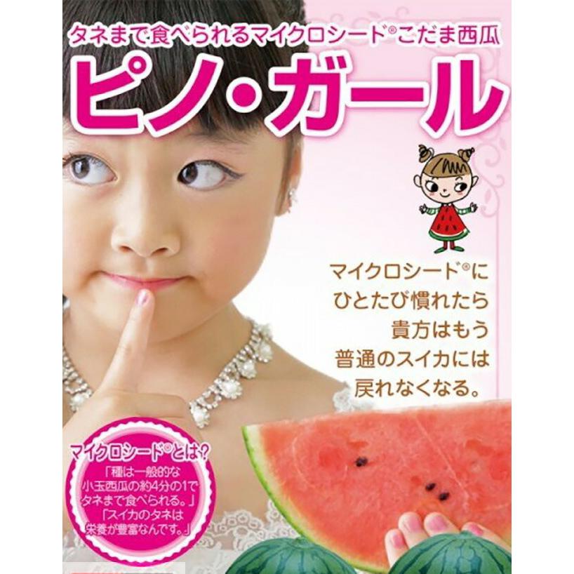 小玉スイカ 山形 送料無料 【 ピノガール 秀4L 2玉入り 】 尾花沢