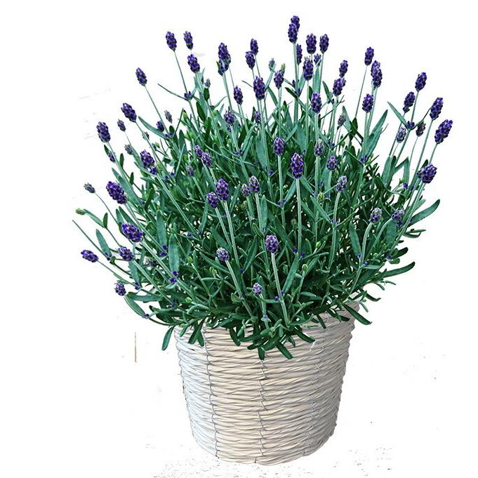 母の日 父の日 23 花 プレゼント ラベンダー イングリッシュ ラベンダー アロマティコブルー 5寸 鉢植え 富良野 父の日 お中元 誕生日 結婚記念日 Rabe Aroma 花ギフト山形産果物野菜花樹有 通販 Yahoo ショッピング