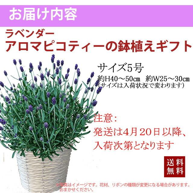 2027 年 アロマティコブルー 5寸 鉢植え 富良野 父の日 お中元 誕生日