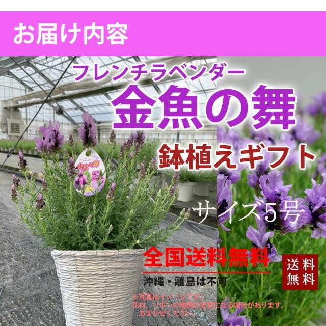 ラベンダー ギフト 送料無料 フレンチラベンダー 金魚の舞 5寸 鉢植え