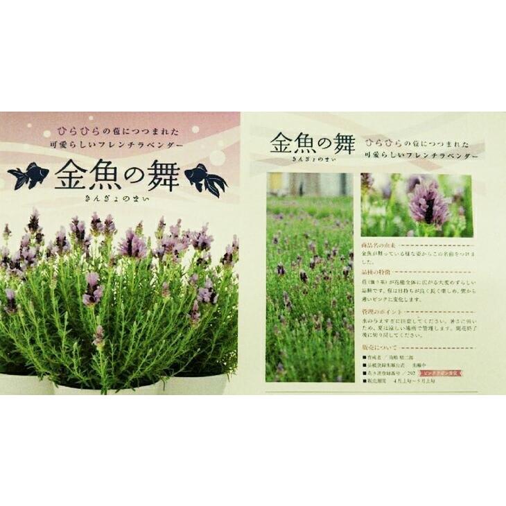 ラベンダー ギフト 送料無料 フレンチラベンダー 金魚の舞 5寸 鉢植え