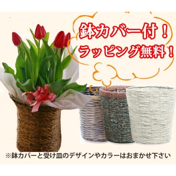 チューリップ 鉢植え 色が選べる 鉢植えの花 篭付き 5寸 ラッピング無料 Ripu Size5 花ギフト山形産果物野菜花樹有 通販 Yahoo ショッピング