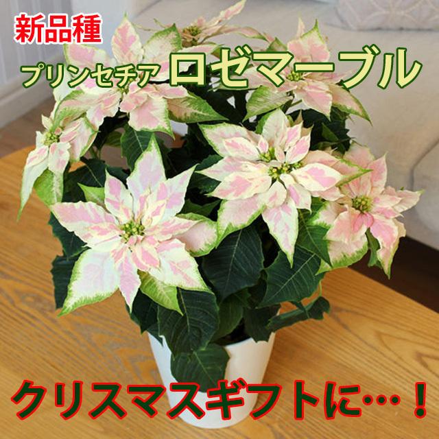 SUNTORY（サントリー） プリンセチア ポインセチア ロゼマーブル 5寸