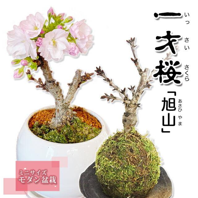 桜 盆栽 一才桜 旭山 ミニ盆栽 ギフト プレゼント 旭山 あさひやま 陶器鉢 送料無料 鉢植え 苗木 さくら ミニ盆栽 室内 桜の木 おしゃれ 花ギフト Sakura B Issai 花ギフト山形産果物野菜花樹有 通販 Yahoo ショッピング