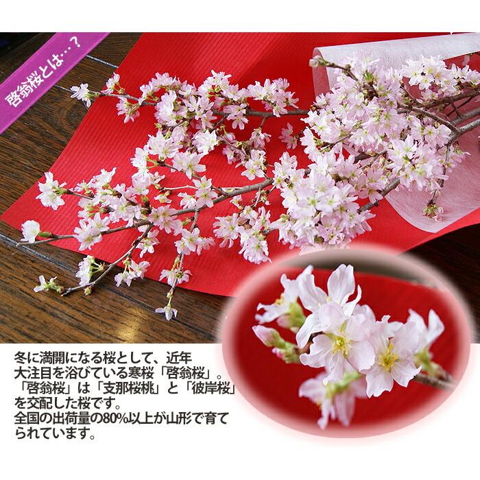 啓翁桜 桜 花束 山形 お歳暮 ご年始 特級60ｃｍ 7個 まとめ買い 優雅に飾って楽しめる長さ 送料無料 祝 花 誕生日 花ギフト けいおう桜 Weddingsatwork Com
