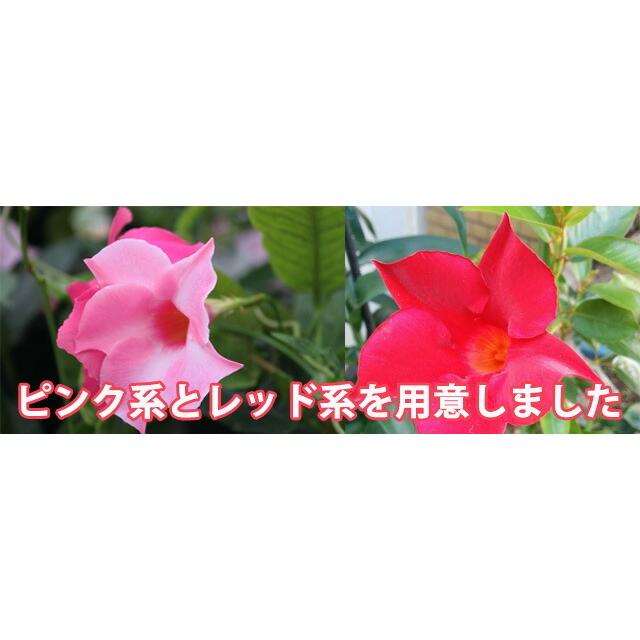 サンパラソル マンデラビラ 5寸 お中元 デプラデニア プレゼント 人気 母の日 父の日 篭付き 結婚記念日 花 花ギフト 誕生日 鉢植え 人気の贈り物が大集合 デプラデニア