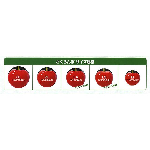 さくらんぼ 紅秀峰 送料無料 サクランボ 山形 大粒 秀2L (BS-008) 手詰め 500g 贈答用 ギフト 父の日 佐藤N 山形産 農家直送|kajuaru|03