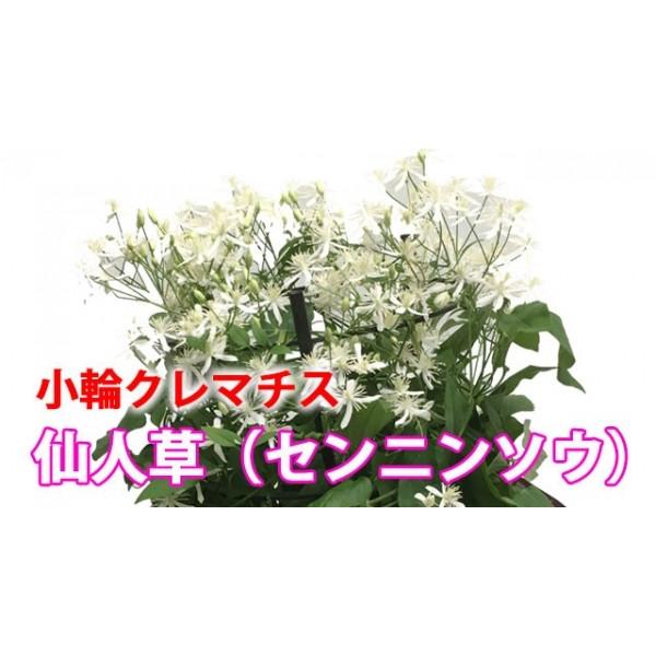 クレマチス 仙人草 センニン草 篭付き ラッピング無料 5寸 5号 鉢植え 