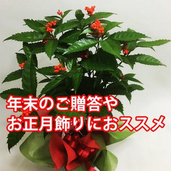 千両 せんりょう 鉢植えの花 鉢植えギフト お正月飾り 金運縁起物 : 花