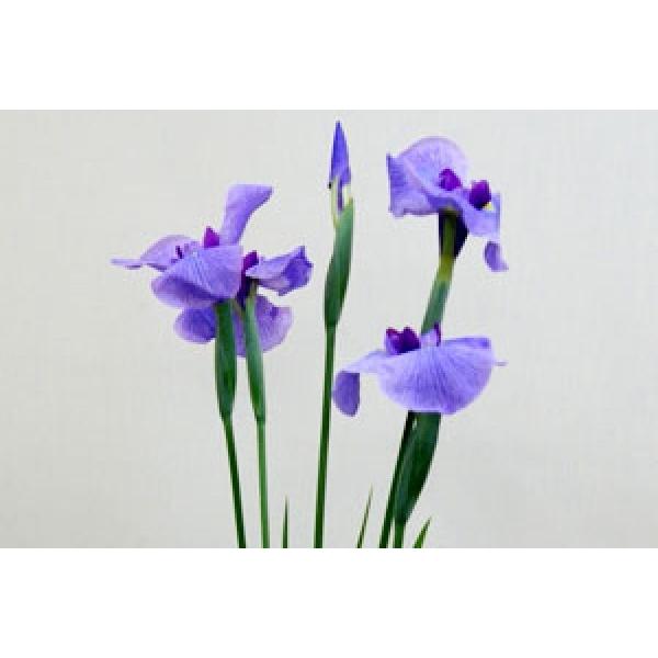 花菖蒲 ショーブの花束 菖蒲以外の花が4色から選べる Shoub Buke 花ギフト山形産果物野菜花樹有 通販 Yahoo ショッピング