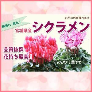 シクラメン 5号 色が選べる お歳暮 ミニシクラメン セレナーディア アロマブルー プレゼント 希少 品種