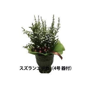 エリカ 鉢 スズランエリカ 陶器鉢セット 鉢植え 3.5号サイズ 誕生日