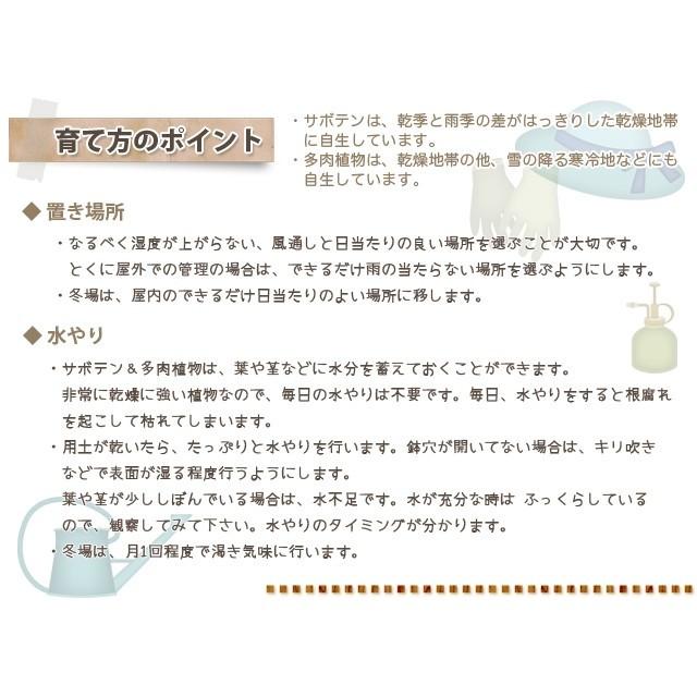 ハートカズラ レディーハート 多肉植物 ピンク 多肉 観葉植物 インテリアグリーン プレゼント誕生日 結婚記念日 結婚祝い 画像 送料無料｜kajuaru｜04