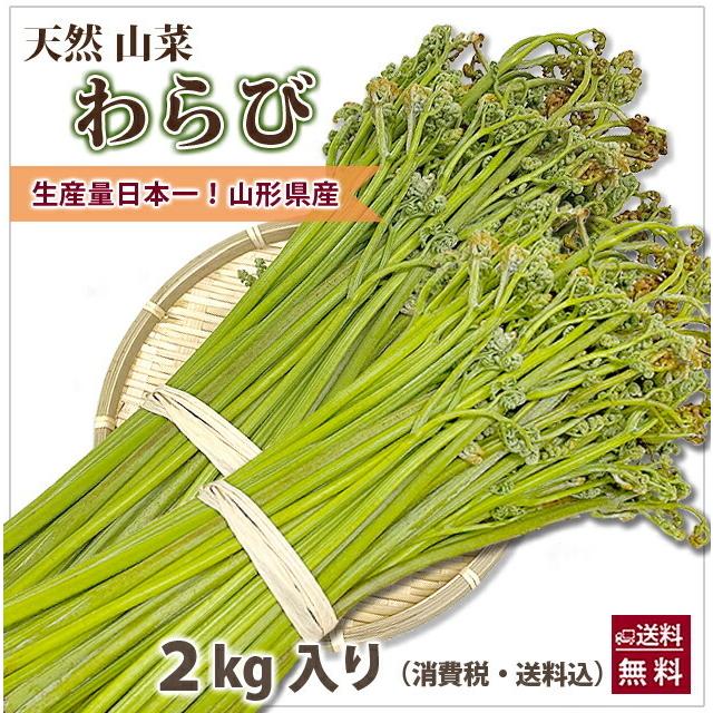 山形県産 山菜 天然わらび 蕨 2kg 送料無料 天然 村山市 山形 ワラビ