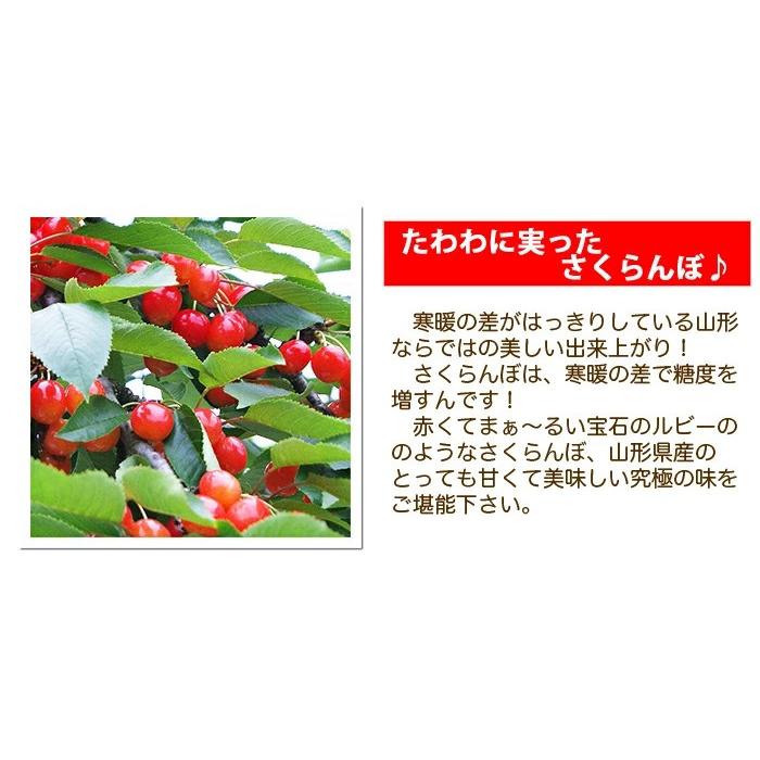 さくらんぼ 2027年 やまがた紅王 秀 2L バラ詰め 700g y3b 丸勘 山形