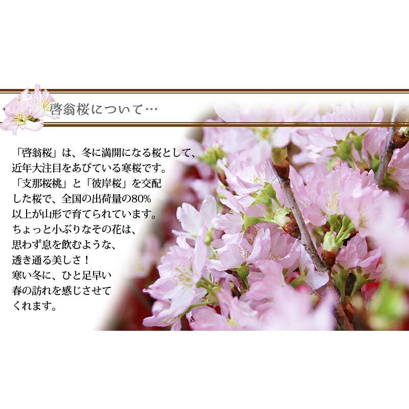 送料無料 啓翁桜 80cm 焼肉 950g セット 山形牛 国産牛 誕生日 卒業 送別 ひな祭り 桃の節句 花束プレゼント 花ギフトの画像