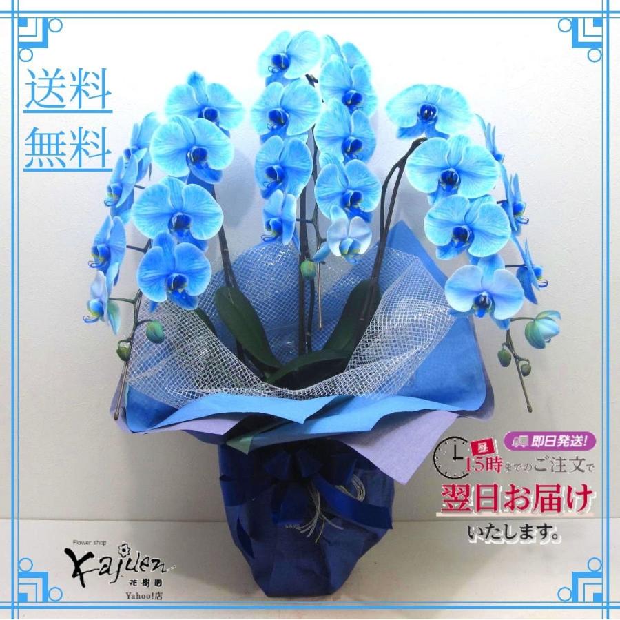 青い胡蝶蘭 お祝い 誕生日 ギフト 花 通販 ブルーエレガンス 3本 青い胡蝶蘭 お祝い 誕生日 ギフト 花 通販 ブルーエレガンス 3本