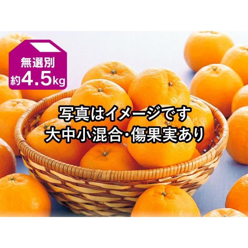 みかん ポンカン約4.5kg-無選別 : のま果樹園 - 通販 - Yahoo!ショッピング