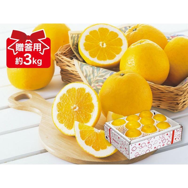 【50％OFF】 河内晩柑 ジューシーオレンジ 約3kg-贈答用 本物