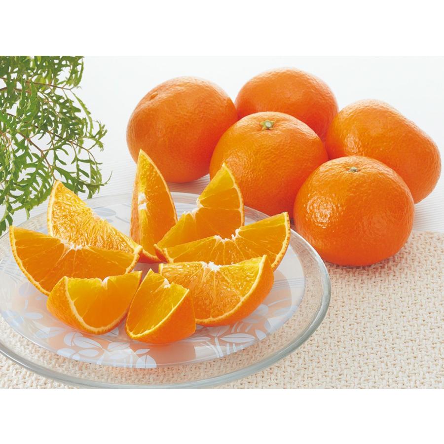 媛まどんな約1.2kg-家庭用/愛媛果試第28号・紅まどんなと同品種 : のま